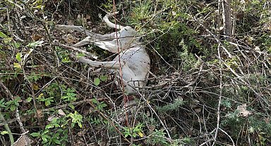 Hayvan otlatırken 3 köpeği komşusu tarafından bıçaklandı