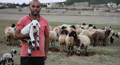 Hayvan yetiştiricileri, hayvanlarının çobanlığını da kendileri yapıyor