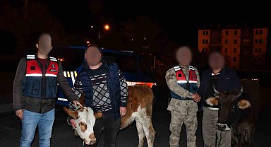 Horasan'dan hayvan çalan hırsız Sarıkamış'ta yakalandı