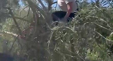 Hülya Avşar Ayvalık'taki evinde zeytin hasadı yaptı