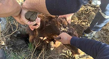 Iğdır'da kuyuya düşen koyun kurtarıldı