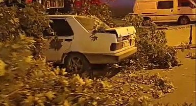 İki asırlık ağacın dalı rüzgarın etkisiyle aracın üzerine devrildi