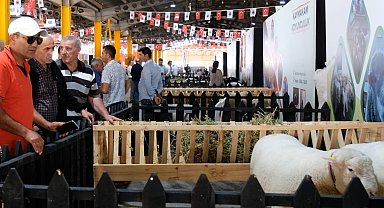 İnegöl'de Küçükbaş Hayvancılık Festivali başladı