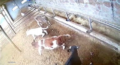 İneklerin deprem paniği kameraya yansıdı