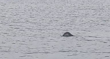 İskenderun körfezinde nesli tükenmekte olan Akdeniz foku kameralara yakalandı