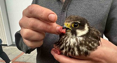 İşletmesine gelen yavru doğanı eliyle besledi