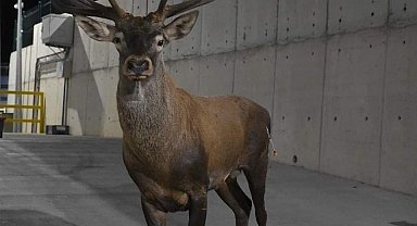 İzmir'de bulunan geyikle ilgili Bakan Yumaklı'dan açıklama