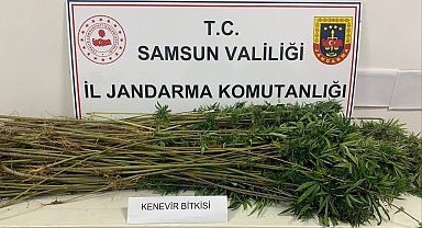 Jandarma 285 kök kenevir ele geçirdi: 3 gözaltı