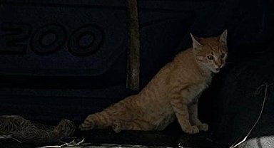 Jandarma yaralı kedinin yardımına koştu