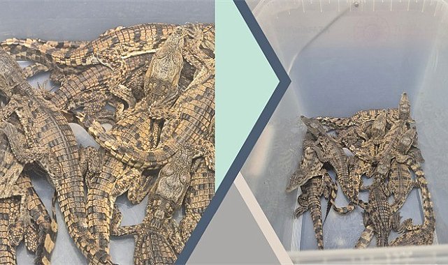 Kaçak yollarla Türkiye'ye getirilen timsahlara el konuldu