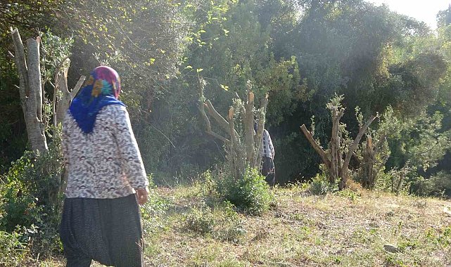 Kadınlara karşı soyunup tartışan kişi zeytin ağaçlarını kesti iddiası