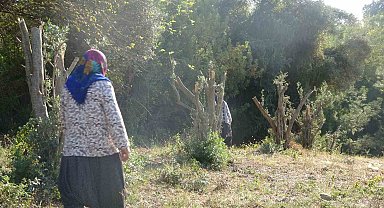 Kadınlara karşı soyunup tartışan kişi zeytin ağaçlarını kesti iddiası