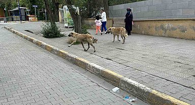 Kağızman'da başıboş köpekler tehlike saçıyor