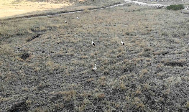 Kahramanmaraş'ta Söğüt Yaylası'nın son leylek kafilesi göç yolculuğuna başladı