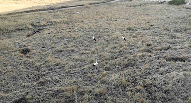 Kahramanmaraş'ta Söğüt Yaylası'nın son leylek kafilesi göç yolculuğuna başladı