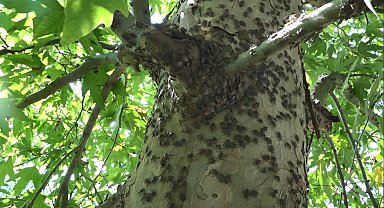 Kahverengi kokarcaya karşı topyekun kışlak mücadelesi