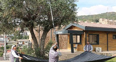 Kamusal alandaki zeytinler ihtiyaç sahipleri için toplanıyor