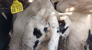 Kapıkule'de iki tır dolusu 69 gebe düve mavi dil hastalığı iddiasıyla imha edildi
