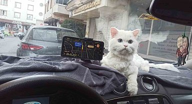 Kapısı 10 saniye açık unutulan binadaki kedinin çalındığı anlar kamerada