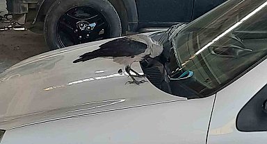 Karga, otomobilin anahtarını çaldı: O anlar kamerada