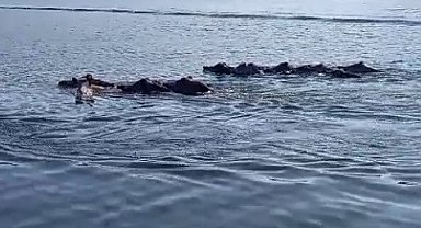 Kars'ta domuz sürüsünden belgeselleri aratmayan görüntüler