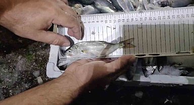 Kastamonu'da 56 kasa avlanabilir boydan küçük balık ele geçirildi