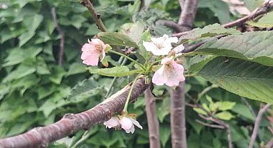 Kastamonu'da Kiraz ağacı sonbaharda çiçek açtı