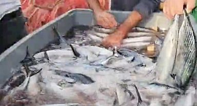 Kastamonu'da palamut bolluğu yaşanıyor