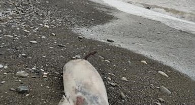 Kastamonu'da sahile ölü yunus balığı vurdu