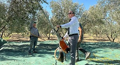 Kaymakam İlyas Memiş, Çoruk Mahallesi'nde zeytin hasadına katıldı