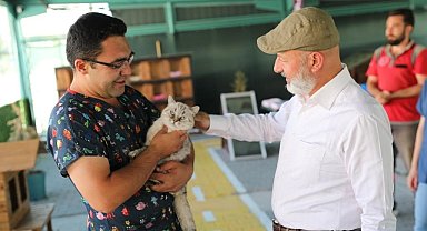 Kayseri'de ilk olan 'Küçük Dostlar Kedi Kasabası' ziyaretçi akınına uğruyor