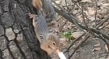 Kesilen ağaçta bulunan yavru sincapları şırınga ile beslediler