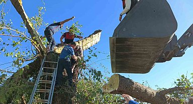 Kestiği ağacın altında kalarak hayatını kaybetti