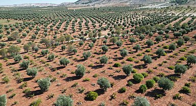 Kilis'te zeytinde erken hasat dönemi