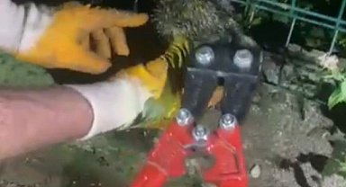 Kirpi tellere sıkıştı, itfaiye devreye girdi