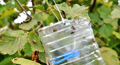 Kokarca ile mücadelede 'Cezbet-öldür' dönemi sürüyor