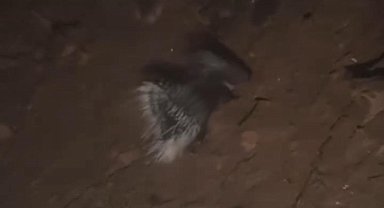 Konya'da nesli tükenme tehlikesi altında olan oklu kirpi görüntülendi