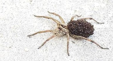 Konya'da yüzlerce yavrusunu sırtında taşıyan zehirli örümcek görüldü