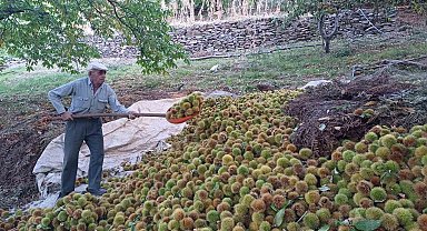 Köşk'te kestane hasadı devam ediyor