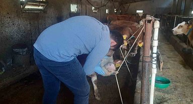 Köyde hayvanlara şap aşısı yapılıyor