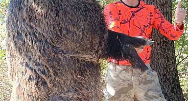 Köylünün kabusu dev domuzlar avcılar tarafından vuruldu