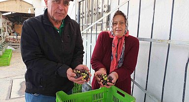 Kuraklık zeytini de vurdu