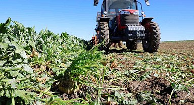 Küresel ısınma şeker pancarını da etkiledi, hasat erken başladı