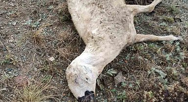 Kurt saldırısı sonucu 19 koyun telef oldu