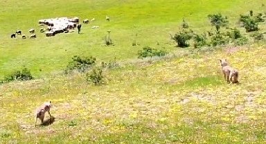 Kurtlar sürüye, dronlu çoban kurtlara pusu attı