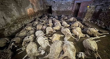 Kurtlar tarafından 66 koyunu telef edilen besici: "Bütün hayvanları boğmuş"