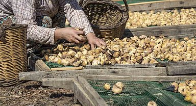 Kuru incir ihracatı 292 milyon dolarla sezonu kapattı