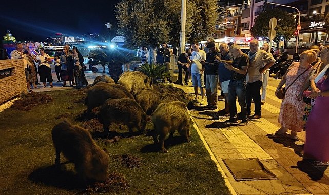 Kuşadası'nda merkeze yaban domuzları indi, o anlar kameraya yansıdı