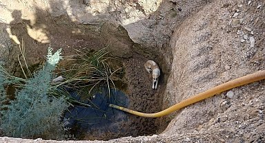 Kuyuya düşen köpeği itfaiye ekipleri kurtardı