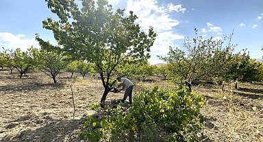 Malatya'da kayısı ağaçları budanıyor